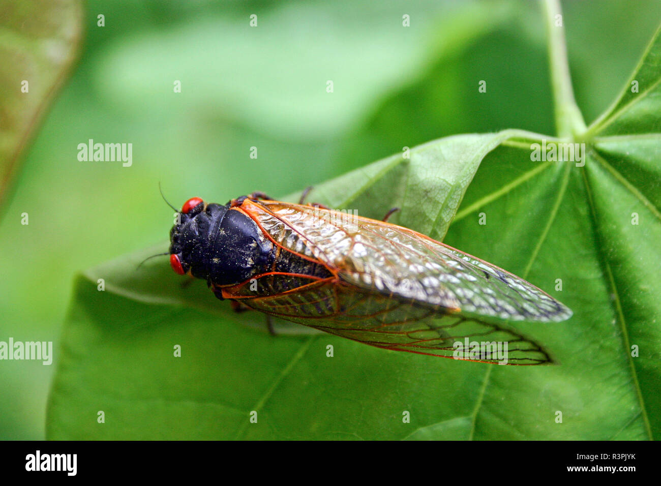 Close up of a colorful adult cicada with a 17 year life cycle resting on a large green leaf Stock Photo