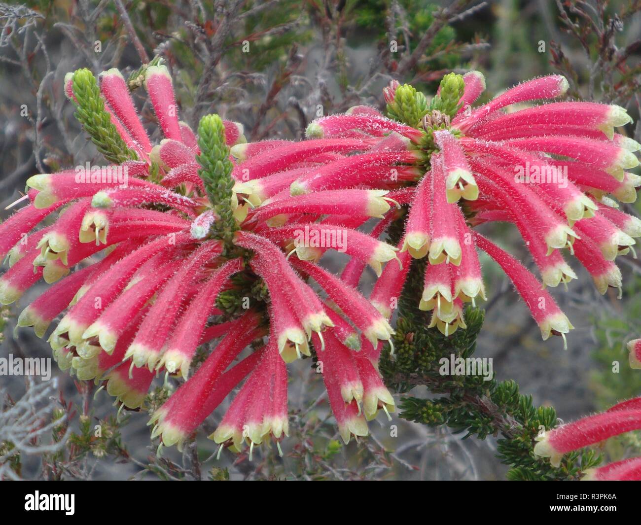 Erica glandulosa, Baviaanskloof, south africa Stock Photo