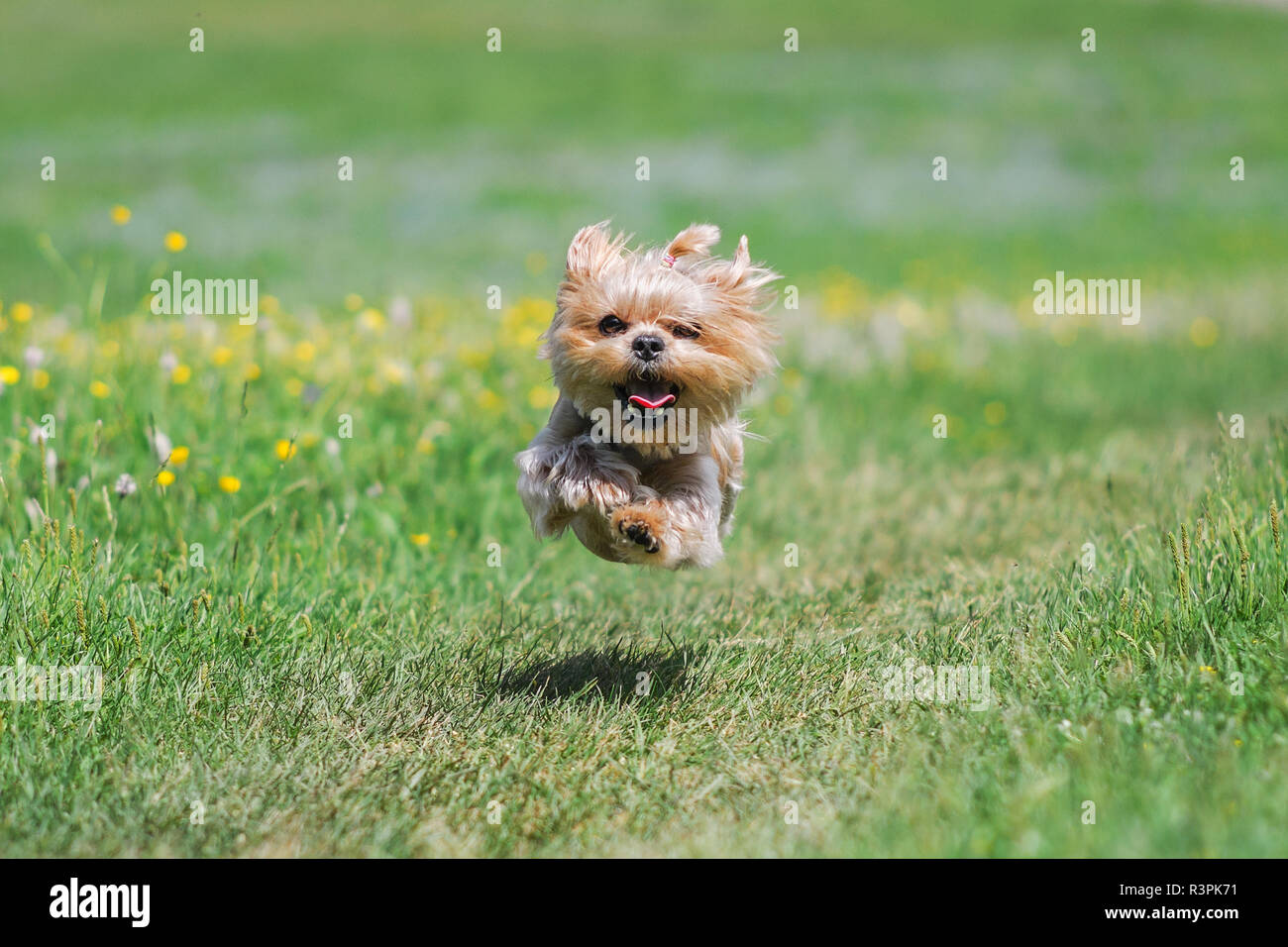 Very cute and funny Yorkshire Terrier dog with summer haircut running through a rape field on a bright sunny day. Selective focus and shallow depth of Stock Photo