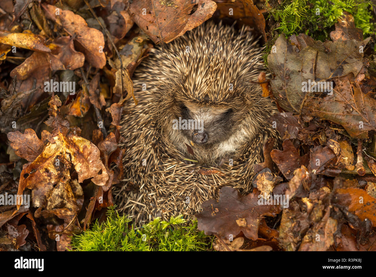 Hedgehog, wild, native, European hedgehog in natural woodland habitat and hibernating in golden brown Autumn or fall leaves. Erinaceus Europaeus. Stock Photo