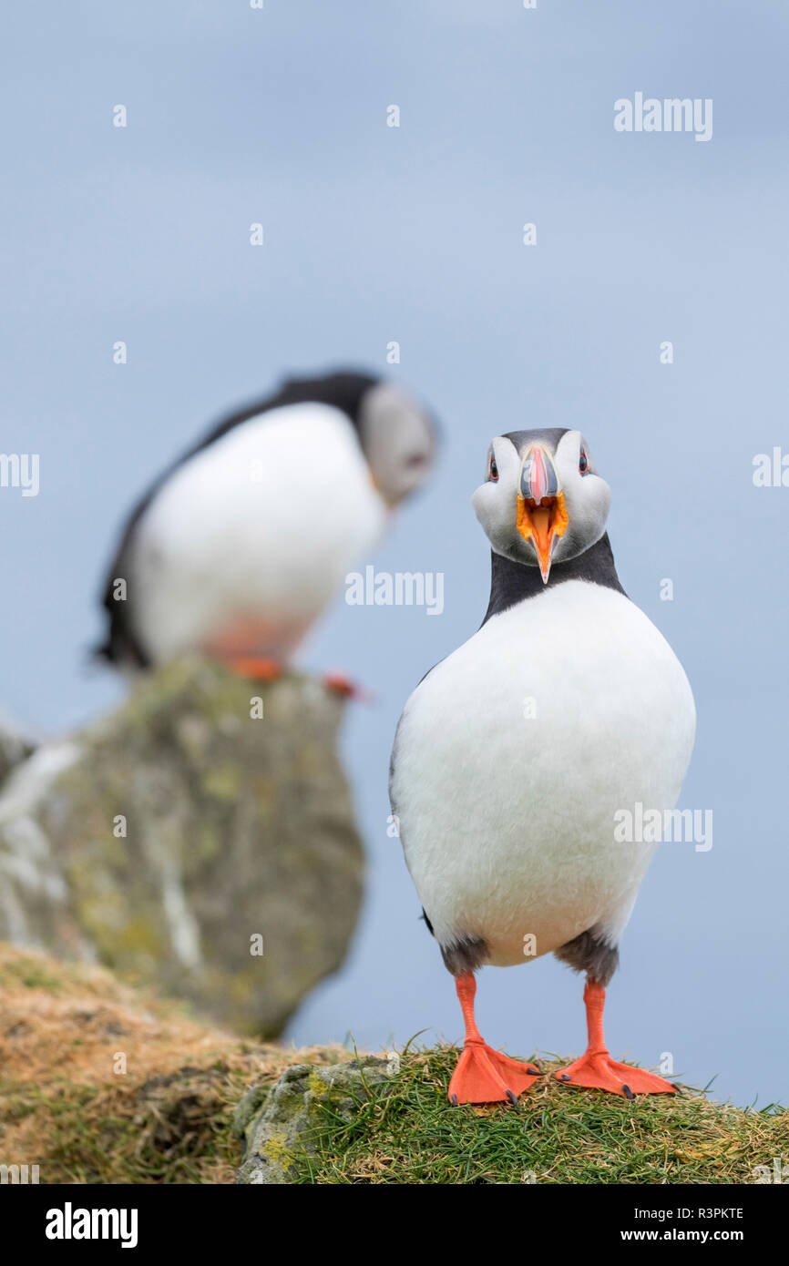 Atlantic Puffin (Fratercula Arctica) In A Puffinry On Mykines, Part Of The Faroe Islands In The North Atlantic. Denmark Stock Photo