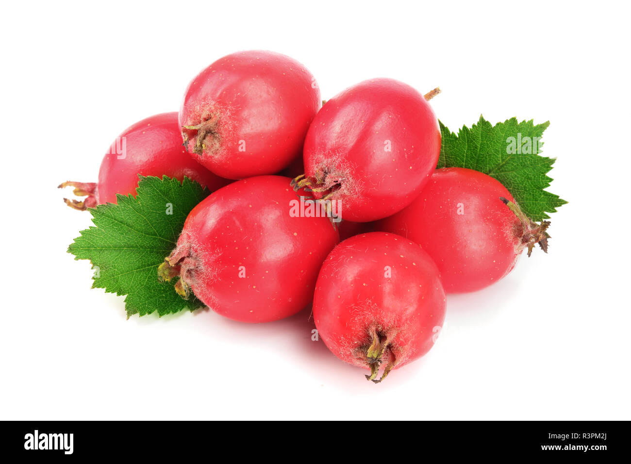 Hawthorn berry with leaf isolated on white background close-up Stock Photo