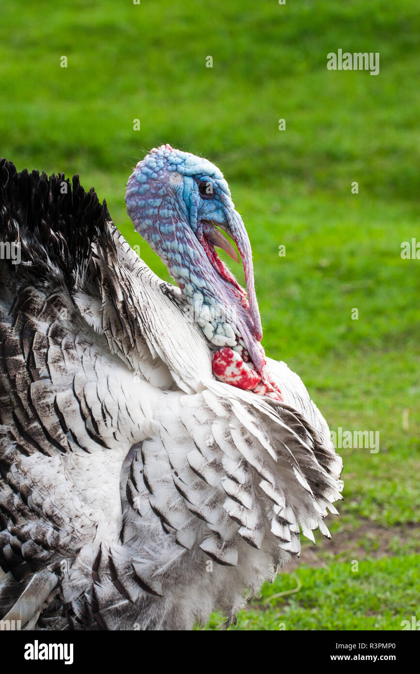 Portrait of a turkey male or gobbler closeup on a green background