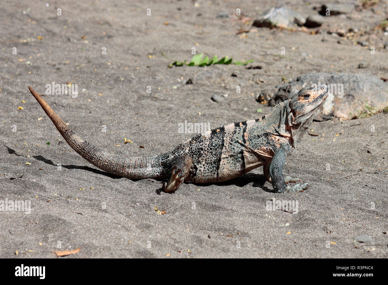 An Ctenasaur iguana sunning itself on Matapalo Beach, Guanacaste, Costa Rica Stock Photo