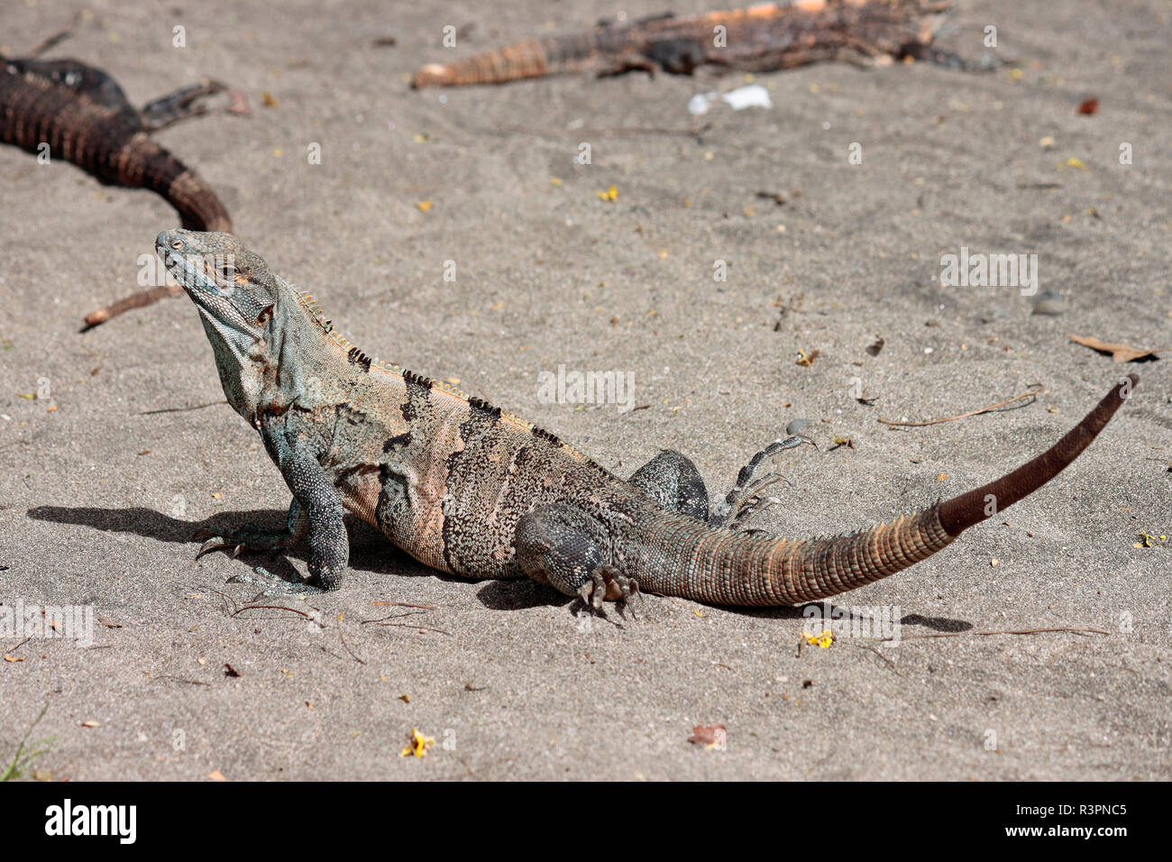 An Ctenasaur iguana sunning itself on Matapalo Beach, Guanacaste, Costa Rica Stock Photo