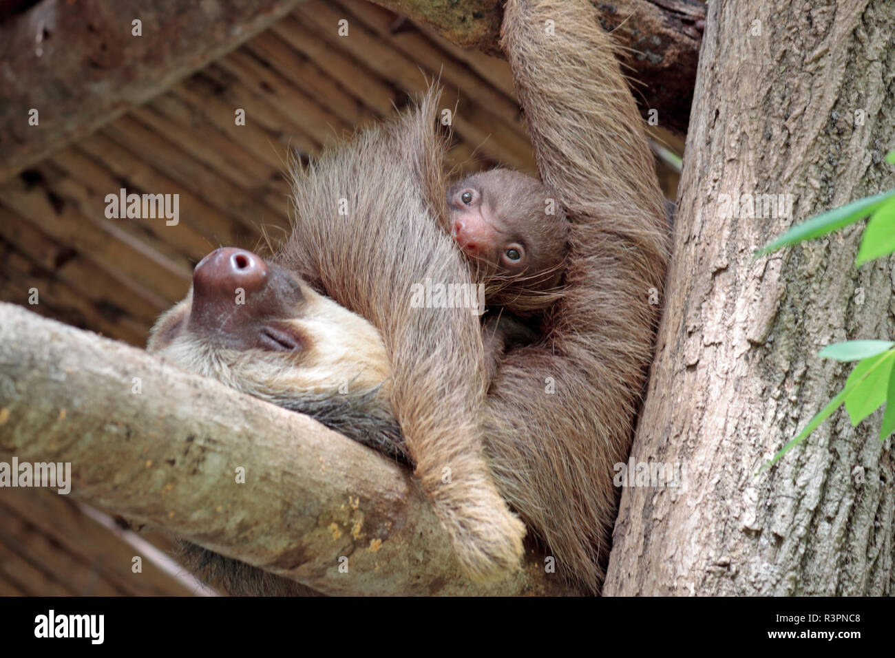 Two toed sloth Mia and her five day old baby at Diamante Wildlife Sanctuary, Guanacaste, Costa Rica Stock Photo