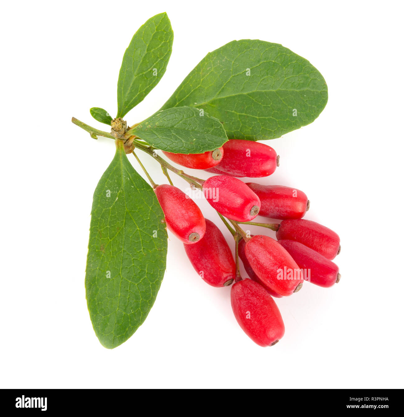 fresh barberry twig with leaves isolated on a white background Stock