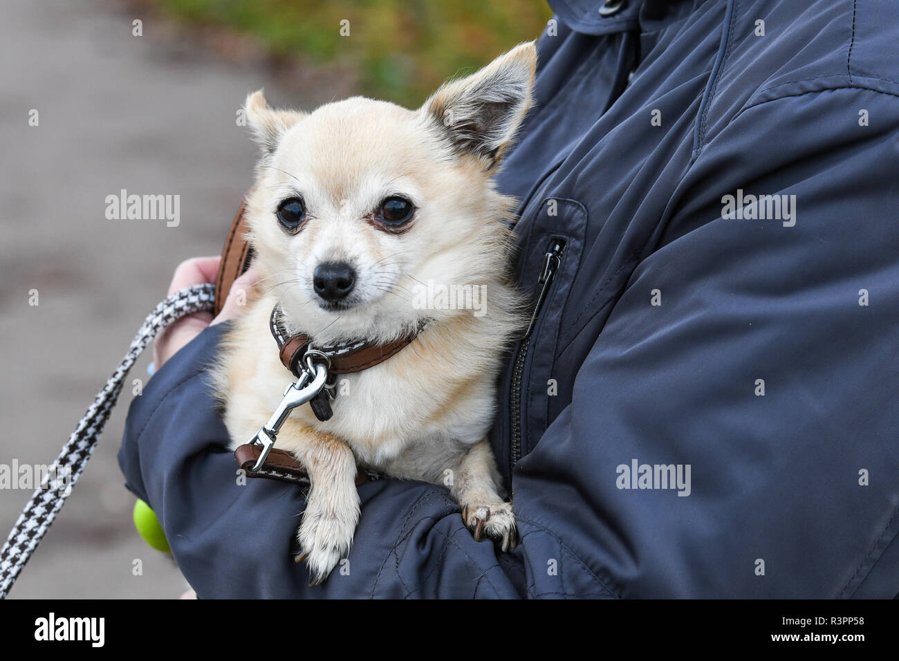 Dog being carried hi-res stock photography and images - Alamy