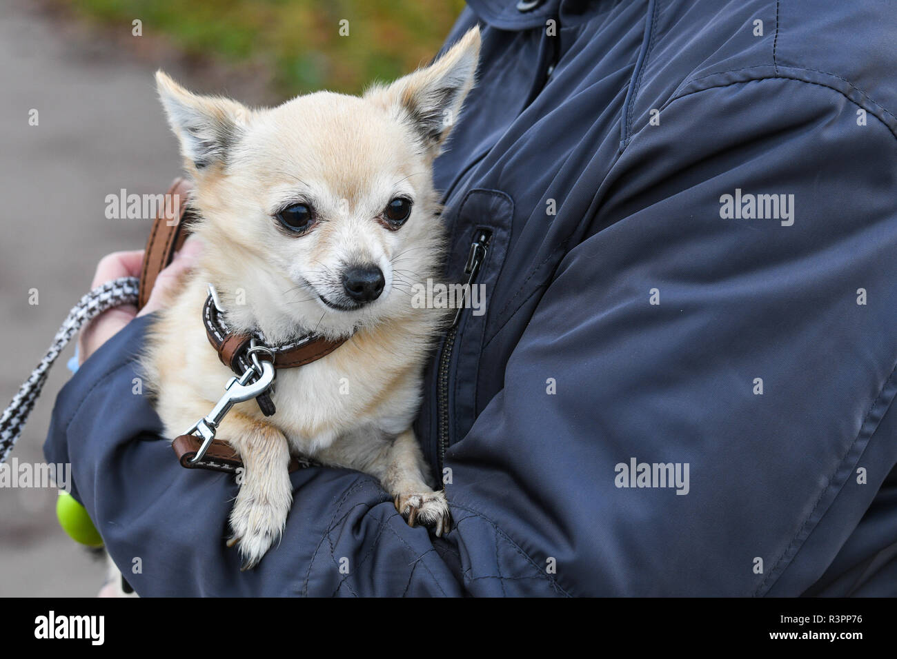 Dog being carried hi-res stock photography and images - Alamy