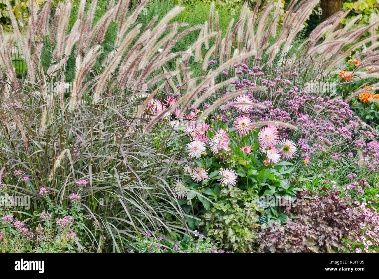 Grasses and Dahlias in bloom, Jardin des Plantes, Paris Stock Photo