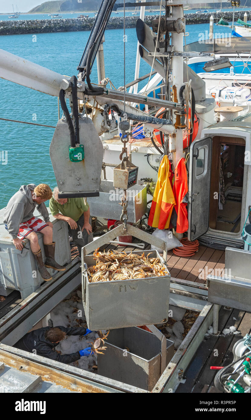 California, Princeton-by-the sea, Pillar Point Harbor, fishing boat unloading Dungeness crab (Metacarcinus magister) Stock Photo