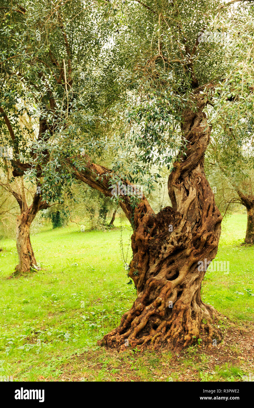 Italy, old Mediterranean olive trees. The botanical name Olea europaea, meaning 'European olive', is a species of small tree in the family Oleaceae. Stock Photo