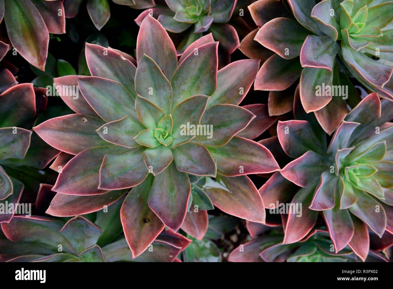 Botany Bright Costa Rica High Resolution Stock Photography and Images