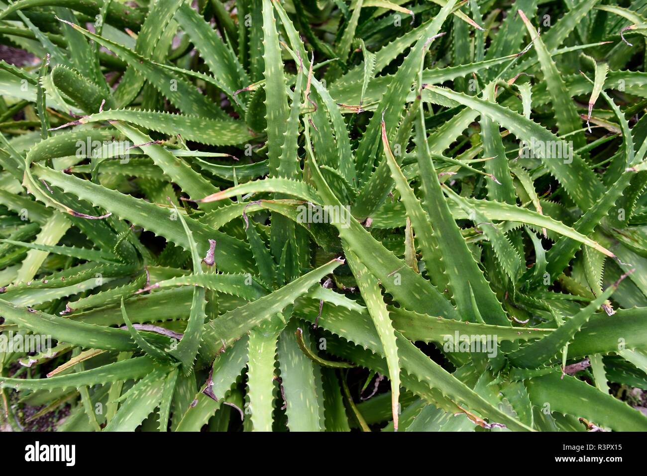 Aloe Vera Plants Growing Wild In A Natural Environment In Costa Rica Central America Stock Photo Alamy