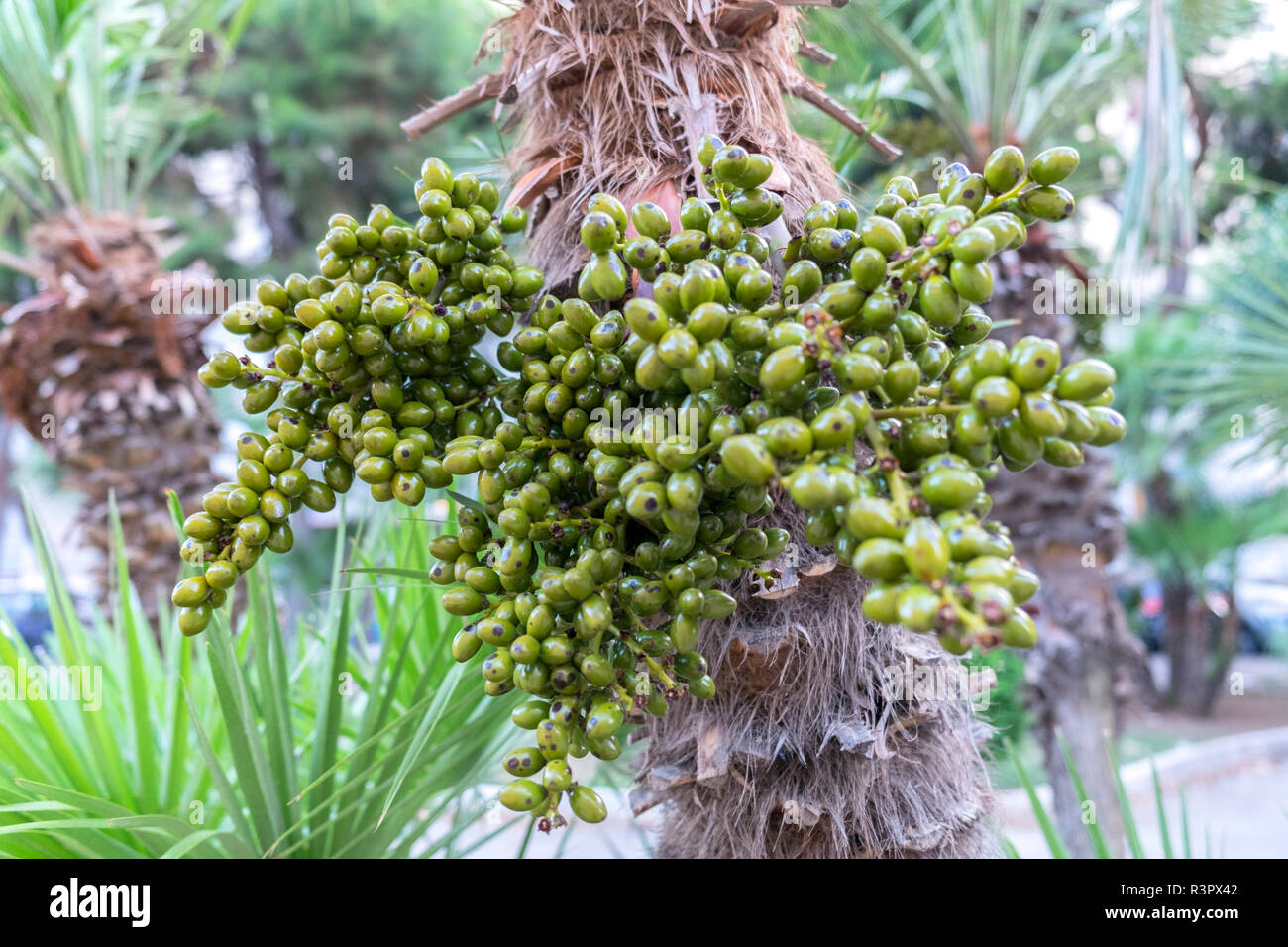 Chinese fan palm, fruit, Bari, Italy, Europe Stock Photo - Alamy