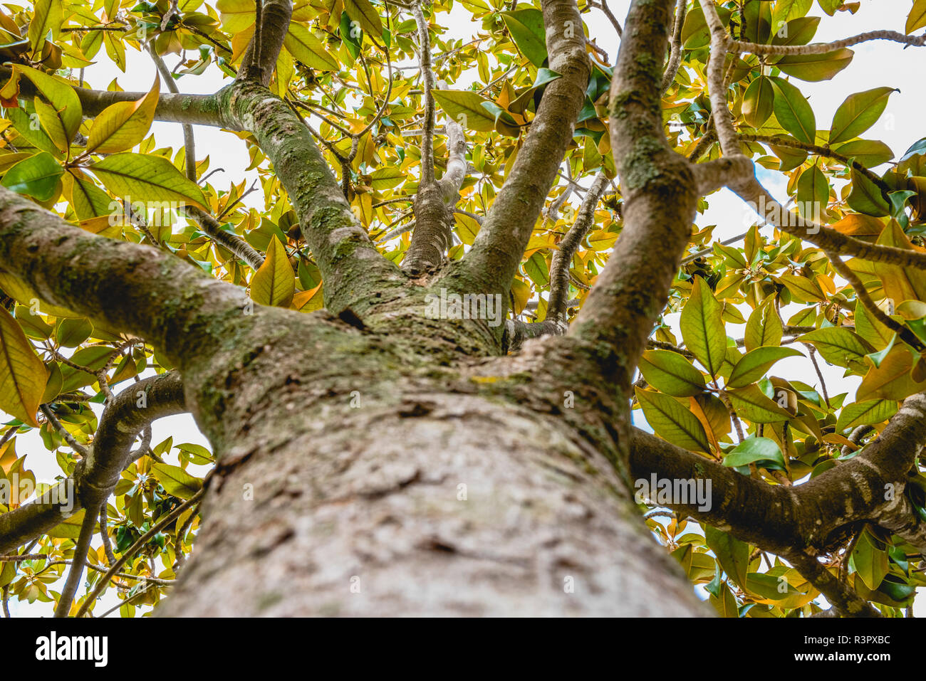 Trunk and branches of a tree Magnolia Stock Photo Alamy