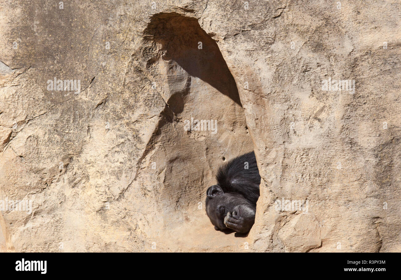 Chimpanzee in the hole Stock Photo