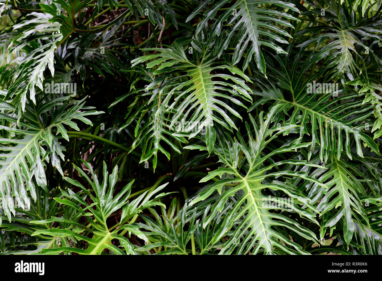 Lush deep green leaves and exotic shapes in a tropical rainforest in Costa Rica, Central America Stock Photo