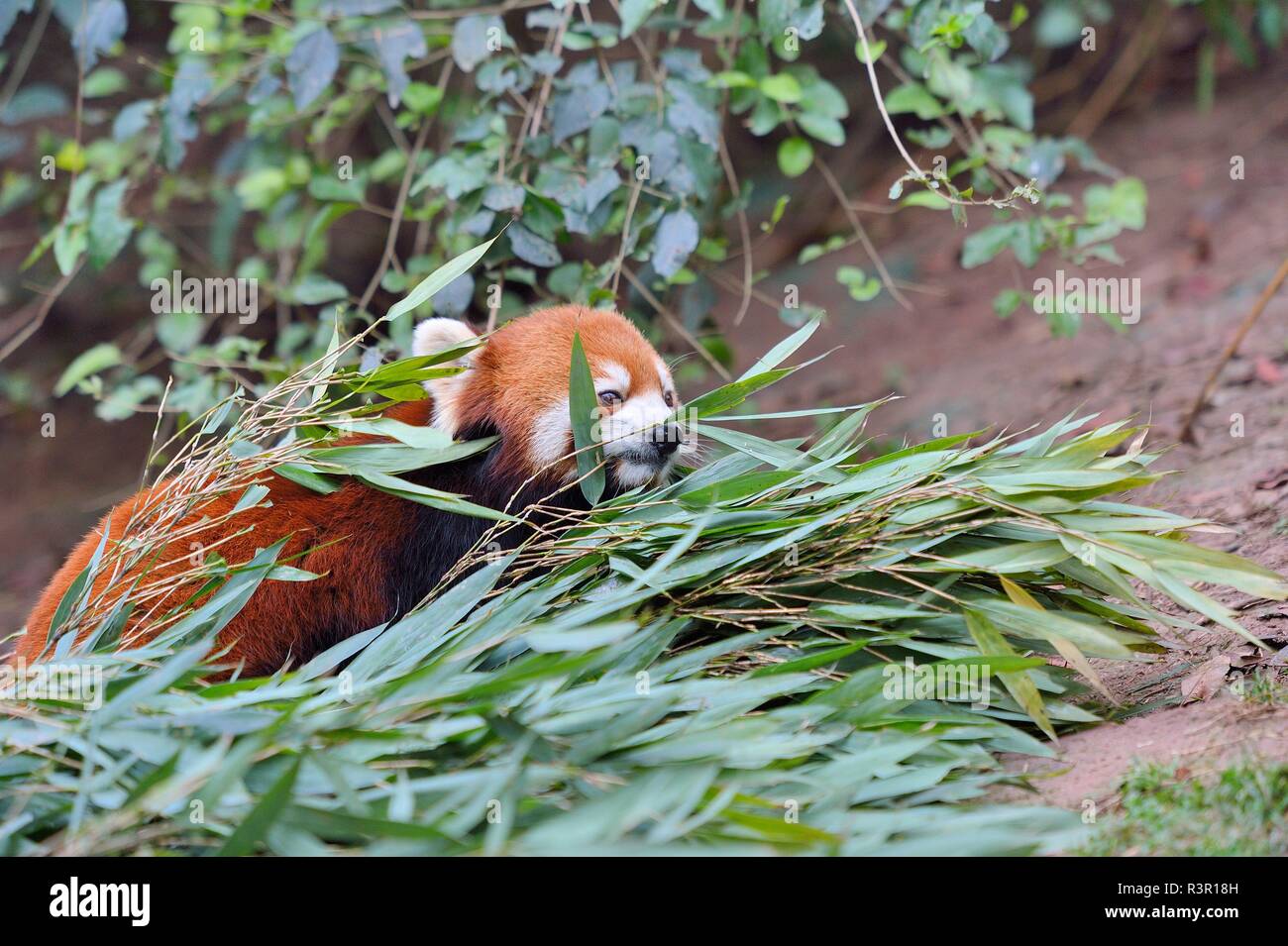 Ailurus Fulgens Étapes De Reproduction – DXRNV