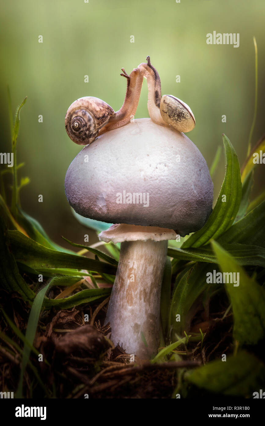 Snails face hires stock photography and images Alamy