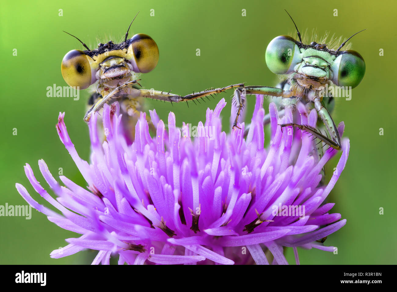 Two damselflies looking behind two dandelion, Italy Stock Photo - Alamy