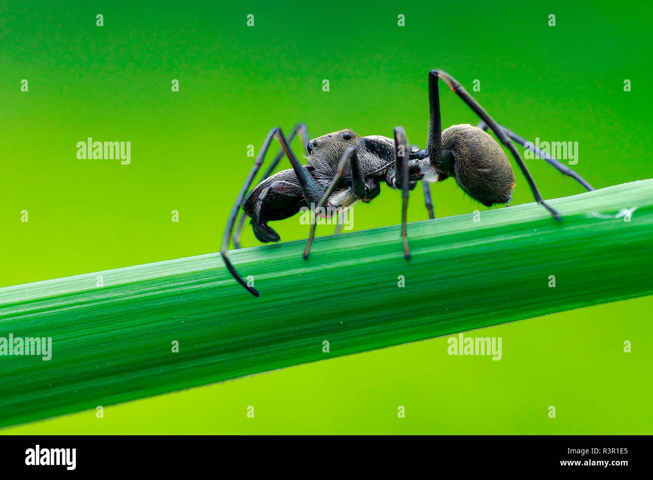 Ant-mimicking Jumping Spider (Myrmarachne maxillosa) on Lalang Grass (Rhizoma Imperatae), Taman Metropolitan Relau, Pulau Pinang, Peninsular, Malaysia. Stock Photo