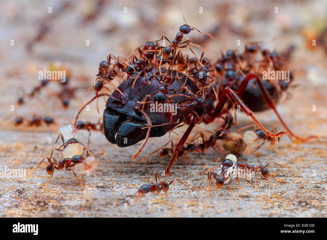 Minor worker ants protecting the major worker ant (Formicidae - Myrmicinae - Carebara diversa). Stock Photo