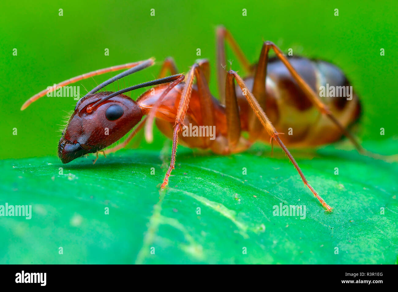 Carpenter ant (Camponotus sp Stock Photo Alamy