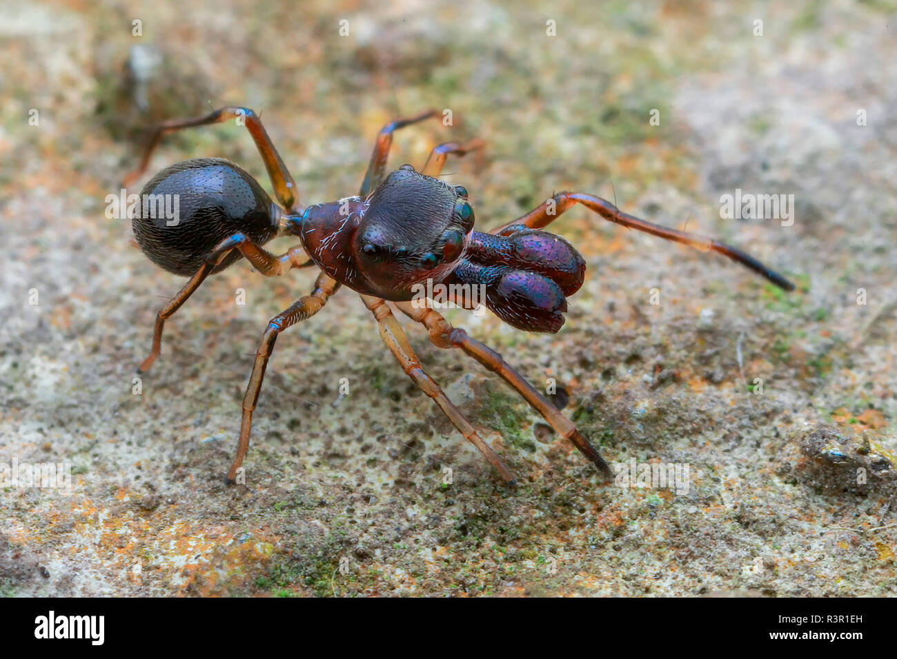 High angle shot of a male ant-mimicking jumping spider (Salticidae - Myrmarachne sp.) Stock Photo