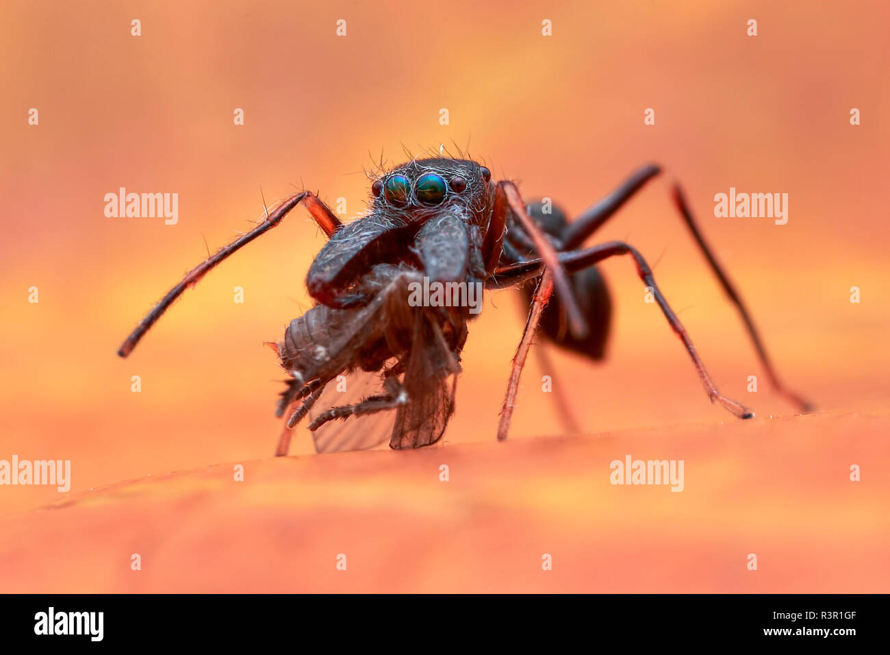 A male ant-mimicking jumping spider (Salticidae - Myrmarachne sp.) eating drain fly (Psychodidae). Stock Photo