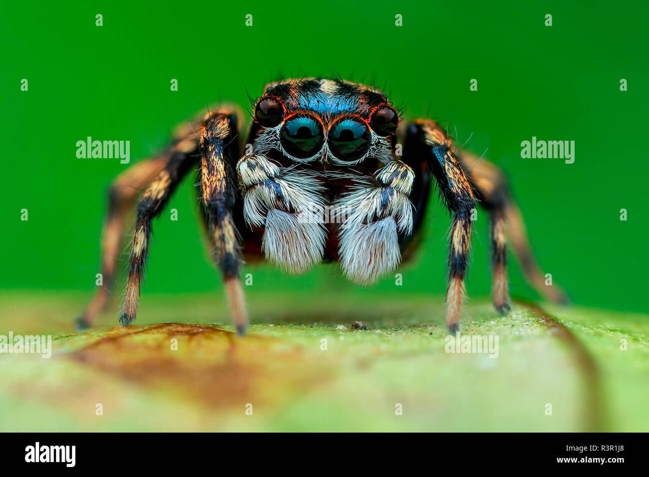Portrait shot of a male jumping spider (Salticidae - Echeclus sp.) Stock Photo