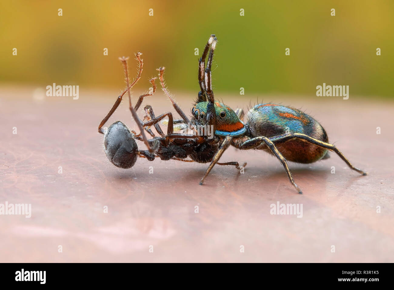 A female jumping spider (Siler semiglaucus) catching, an ant (Dolichoderus sp.). Stock Photo