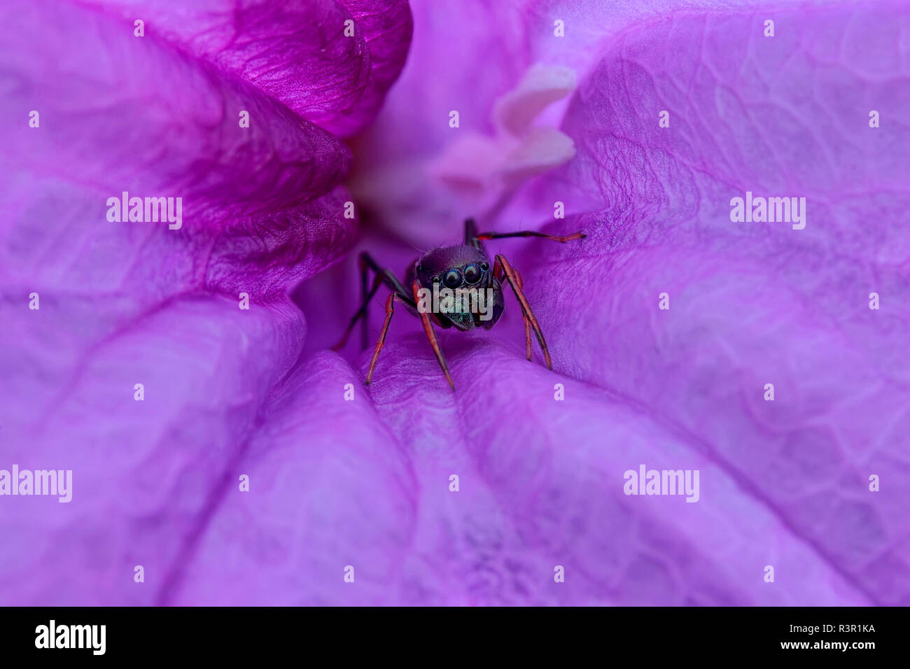 A female ant-mimicking jumping spider (Myrmarachne cornuta) hiding inside purple flower. Stock Photo