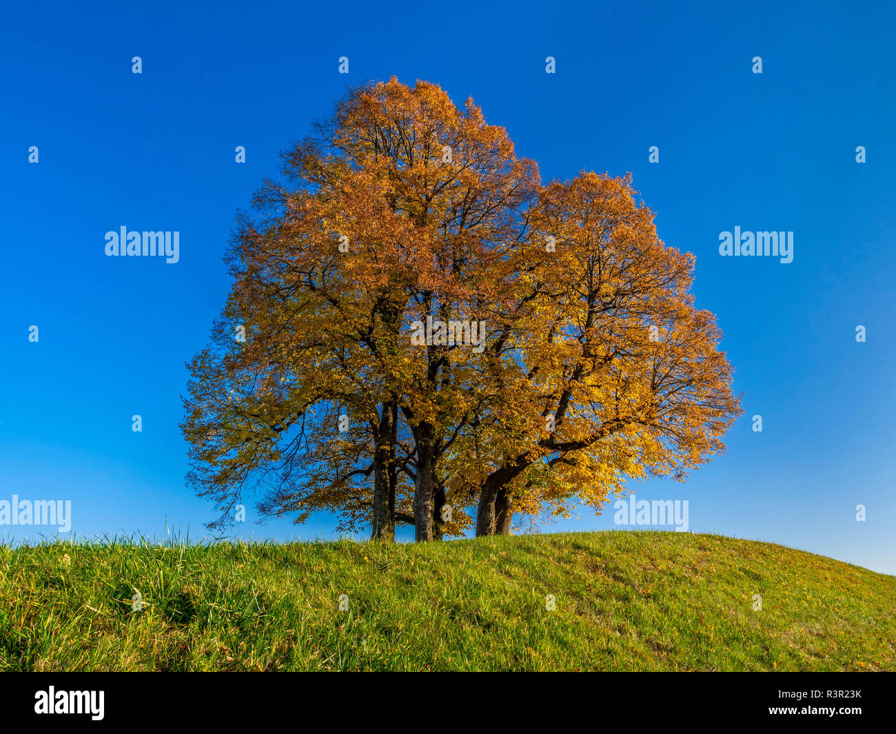 Autumnal Limetree (Tilia platyphyllos), Diessen, Upper Bavaria, Bavaria, Germany, Europe Stock Photo