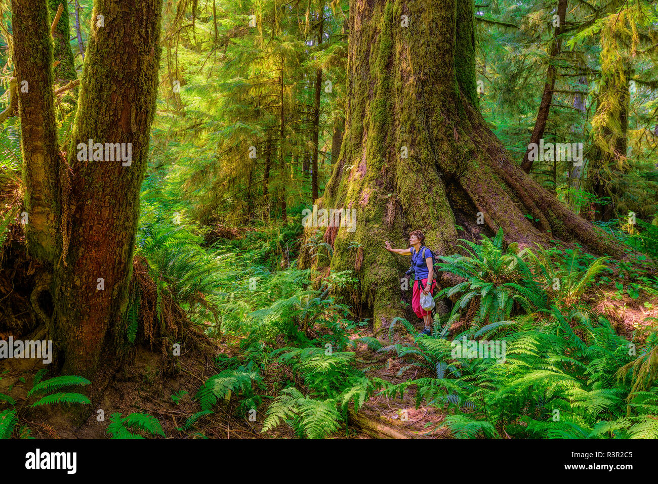 Sitka Spruce (Picea sitchensis) in the rainforest of Vancouver Island. Some rare specimens reach 100 m high - 90% of the rainforest of the island has been exploited and the beautiful trees are exceptional - Carmanah Walbran Provincial Park - Vancouver Island - British Columbia - Canada Stock Photo