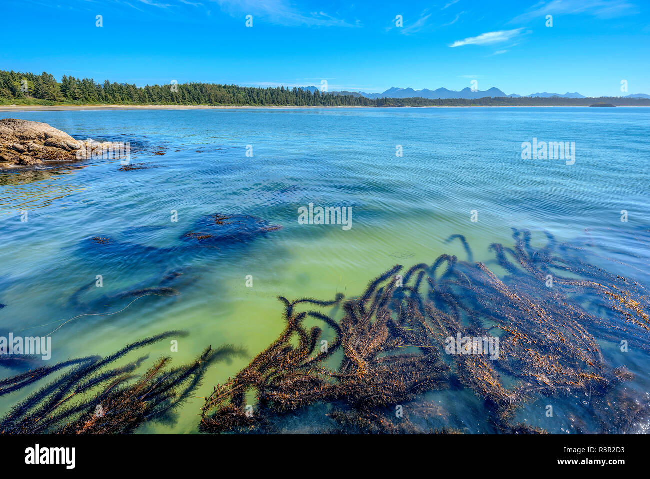 Feather boa kelp (Egregia menziesii) on pacific shore, Pacific Rim, South Tofino, Vancouver Island, British Columbia, Canada Stock Photo