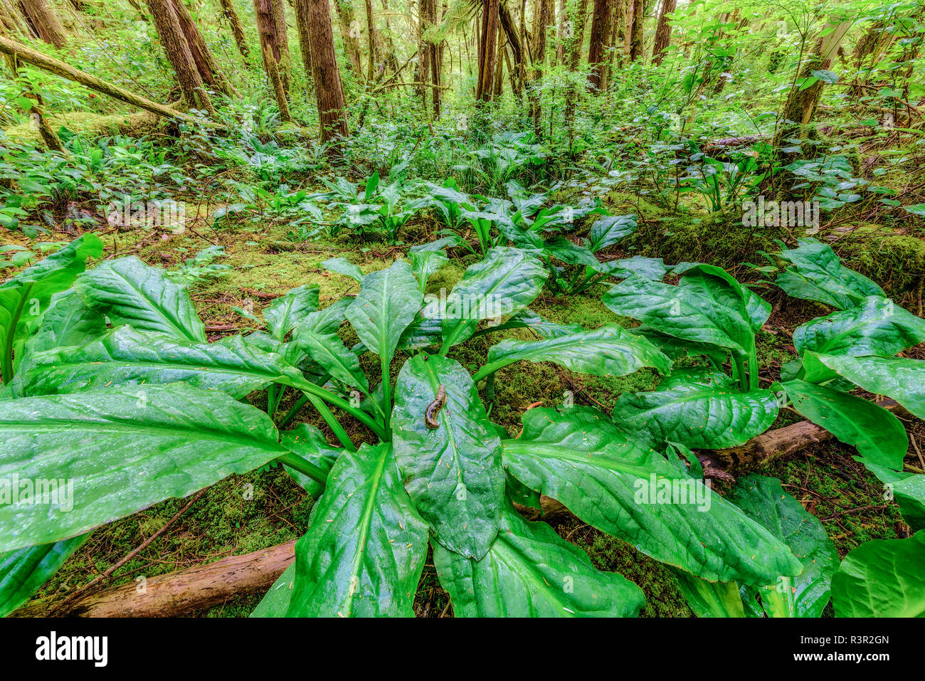 Skunk cabbage (Symplocarpus foetidus) in the north of Vancouver Island