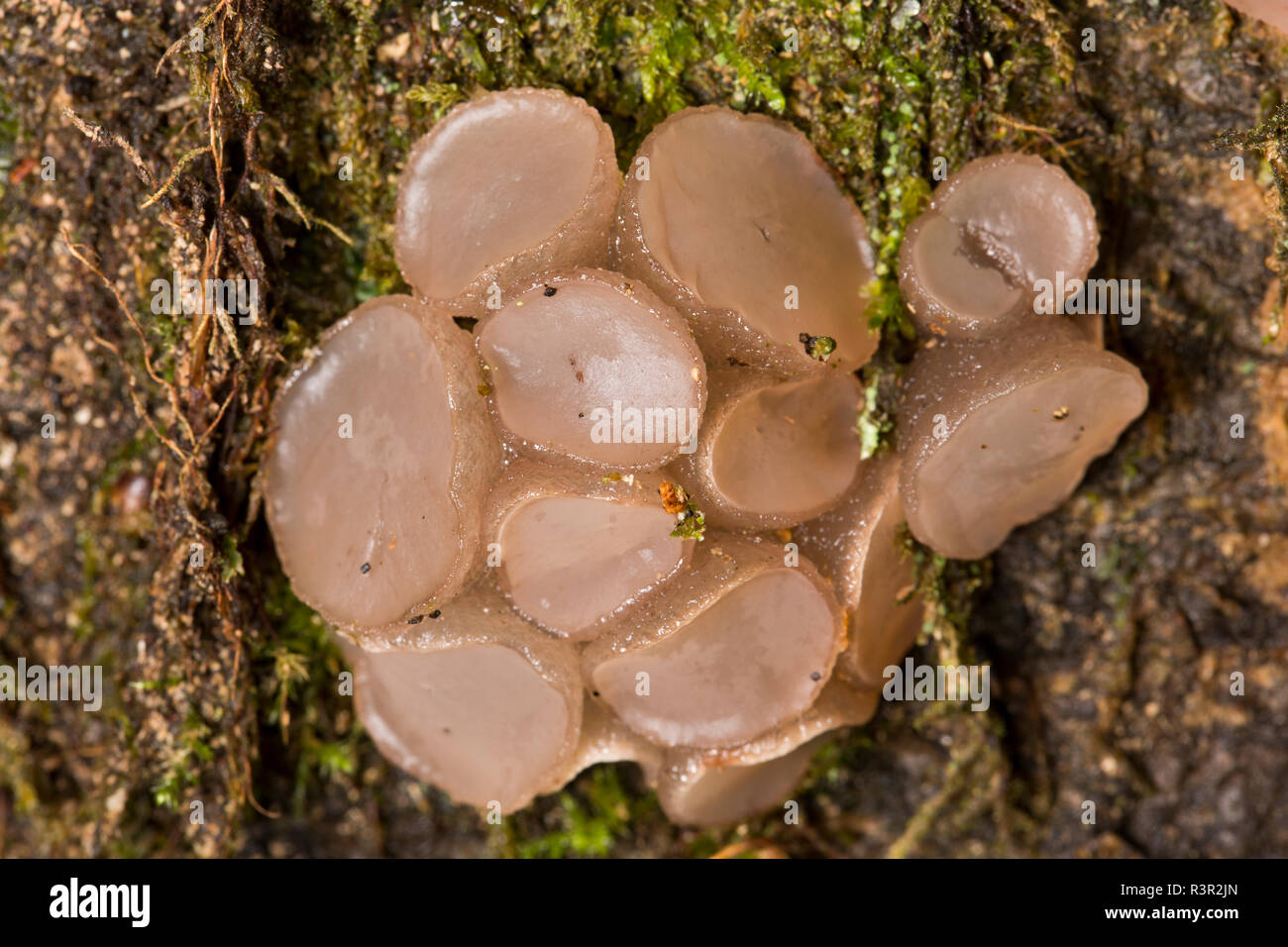 Beech Jelly disc fungi, Neobulgaria pura, growing on the trunk of a fallen beech tree in the New Forest Hampshire England UK GB Stock Photo