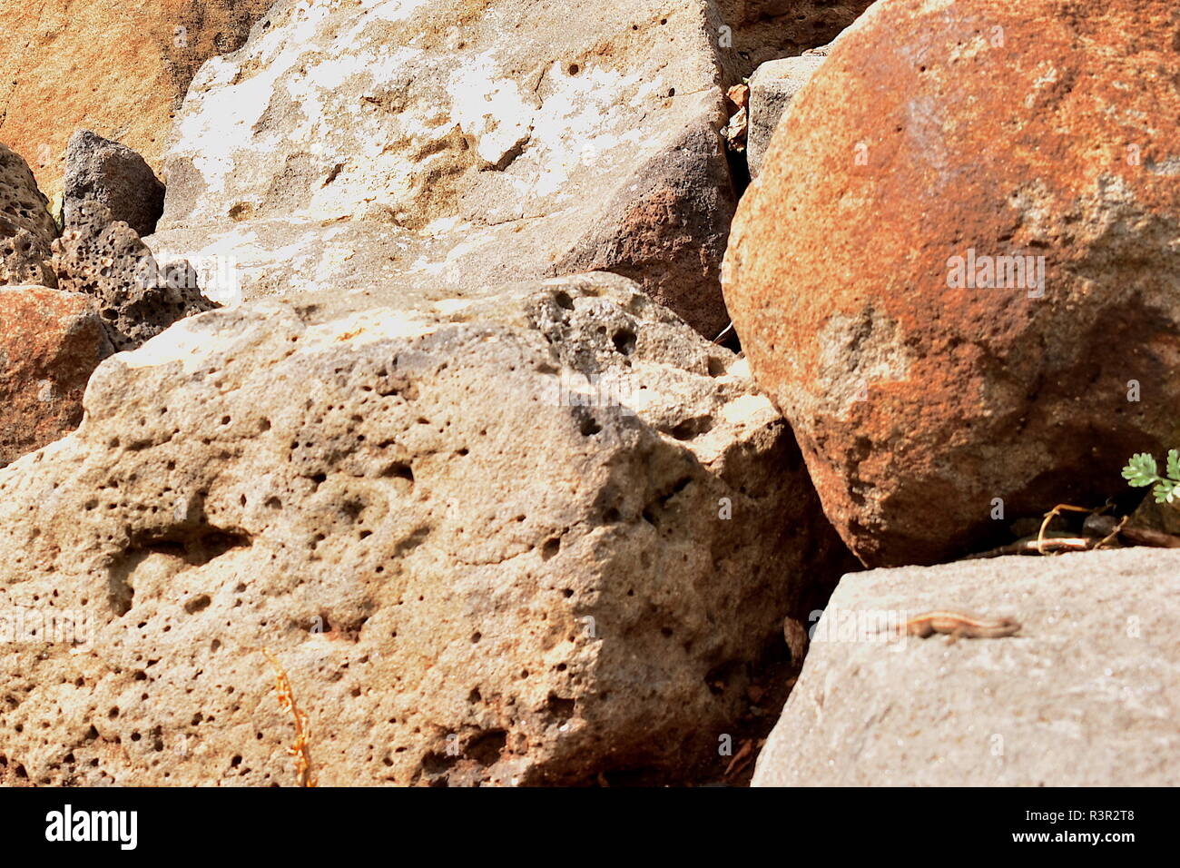 Photo-bombing tiny lizard sun bathing on a rock in a drainage basin. Stock Photo