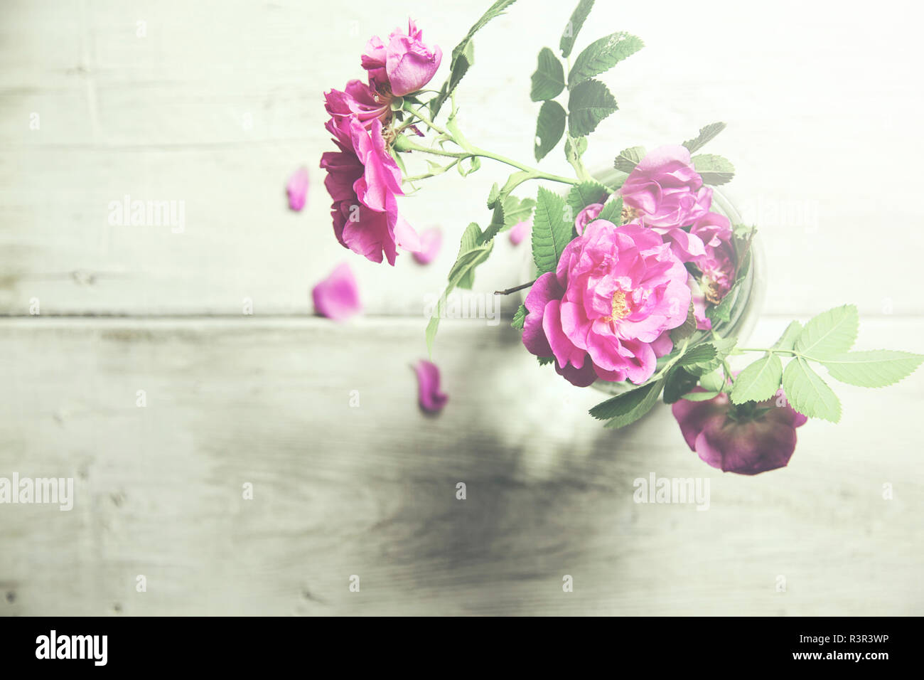 Colorful still life with roses in glass vase Stock Photo - Alamy