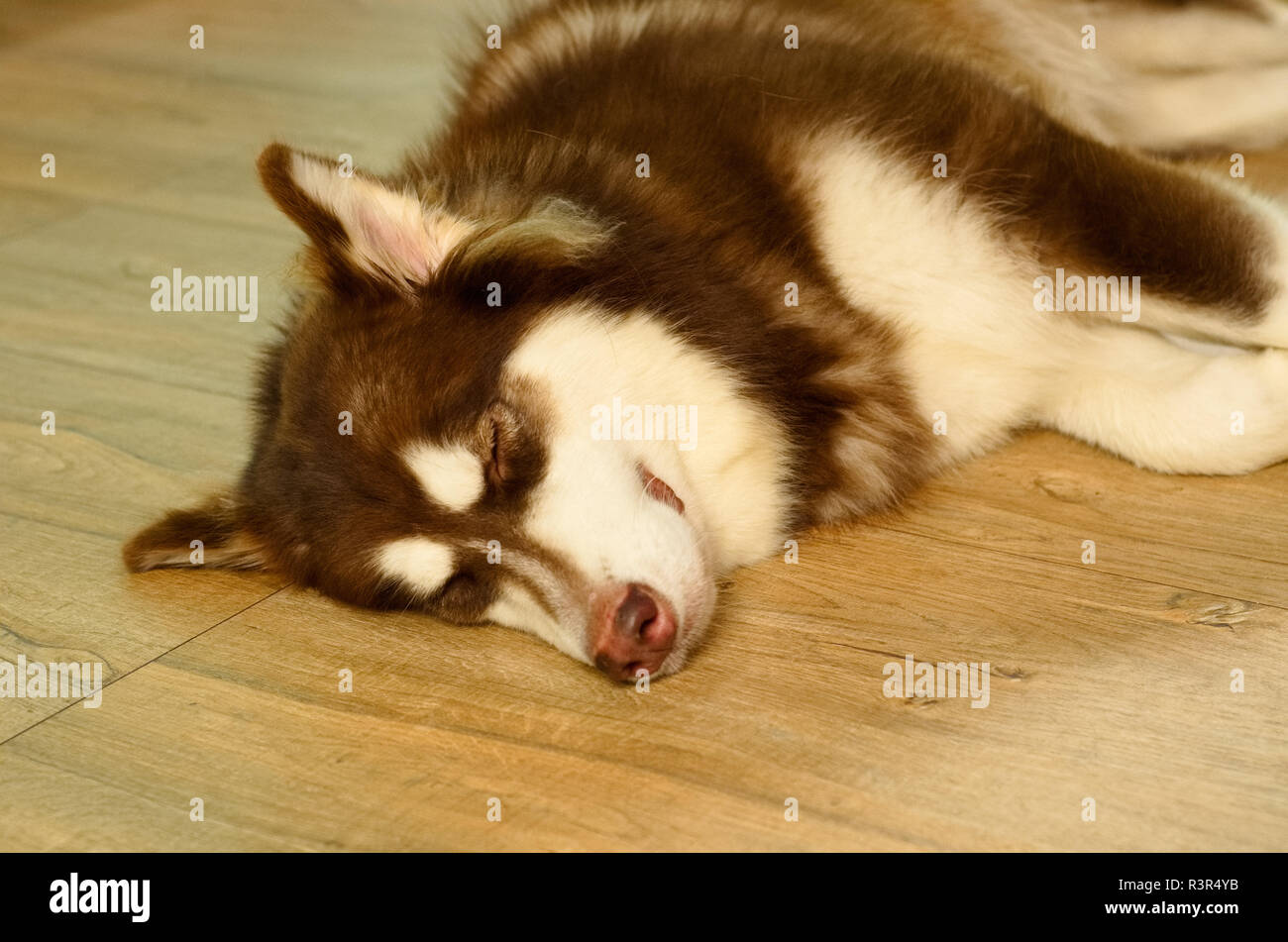 Close up picture of an adolescence brown and white Siberian Husky dog is laying down on the floor. Stock Photo