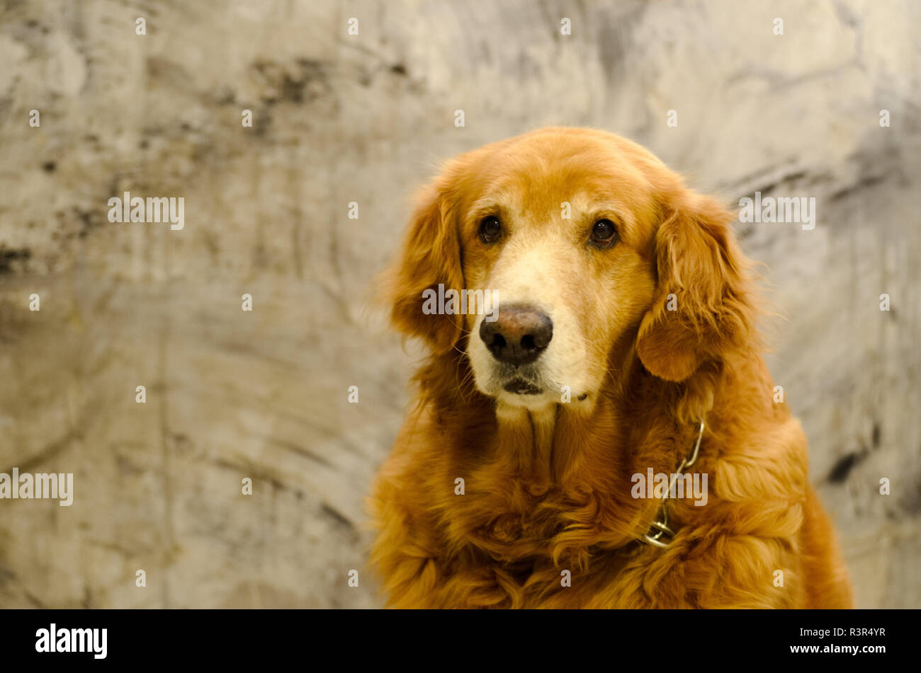 Front view close up picture of a Golden Retriever dog breed sitting in front of isolated studio on gray background Stock Photo