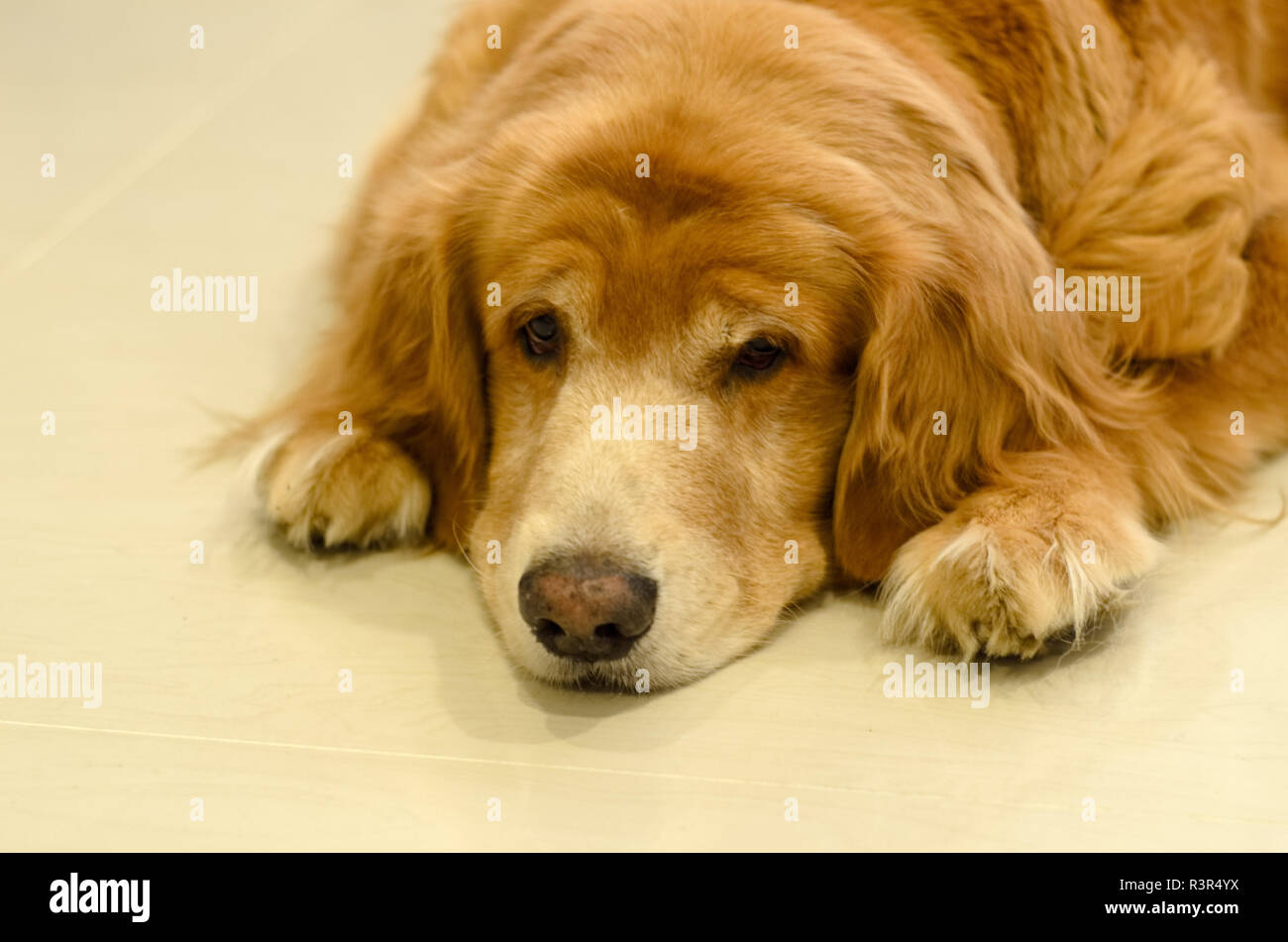 Front view close up picture of a Golden Retriever dog breed lay down on the white floor Stock Photo