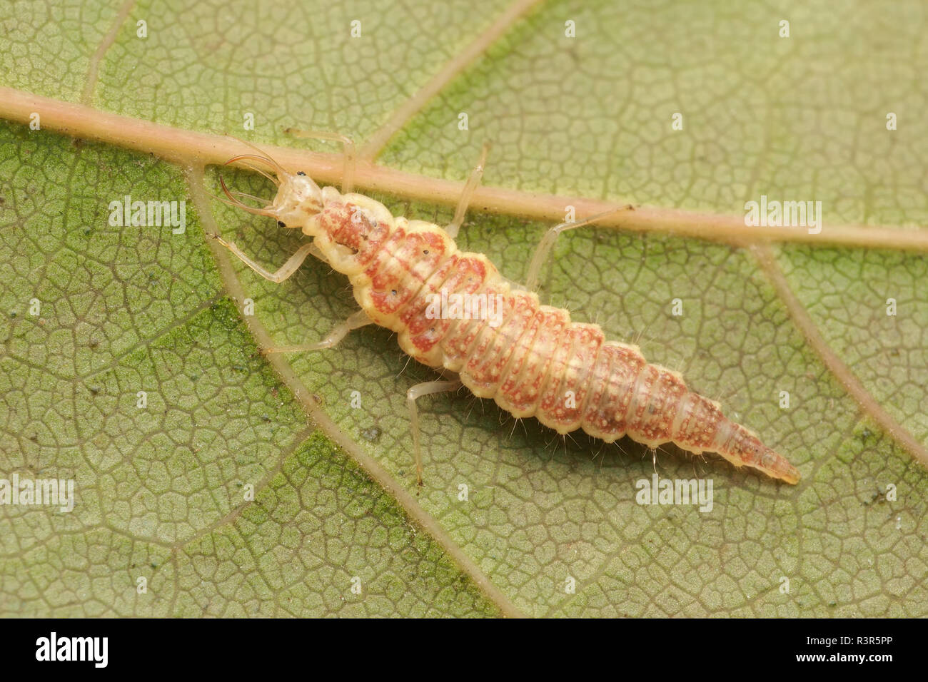 Dorsal view of Lacewing larva on underside of leaf. Tipperary, Ireland Stock Photo