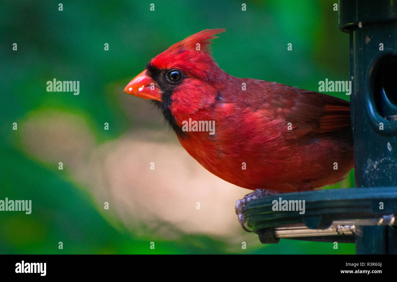 A male cardinal perches on a bird feeder Stock Photo