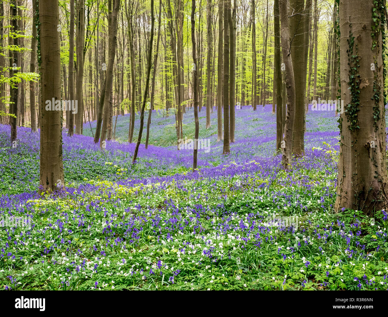 Spring in the Blue Forest Stock Photo - Alamy
