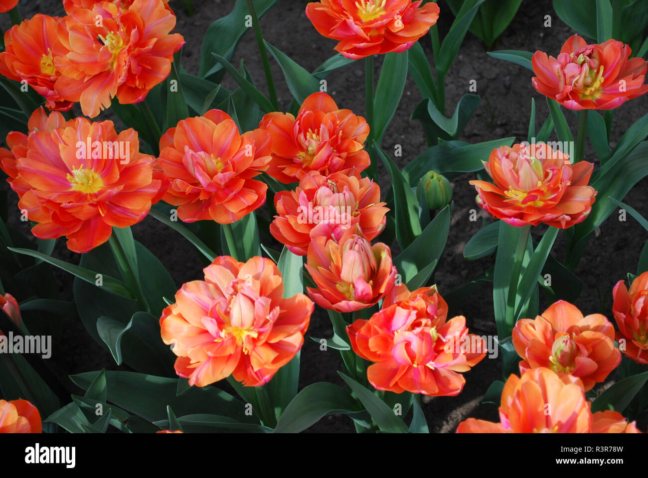 Tulips Zoe flowering. Spring time in Netherlands. Stock Photo