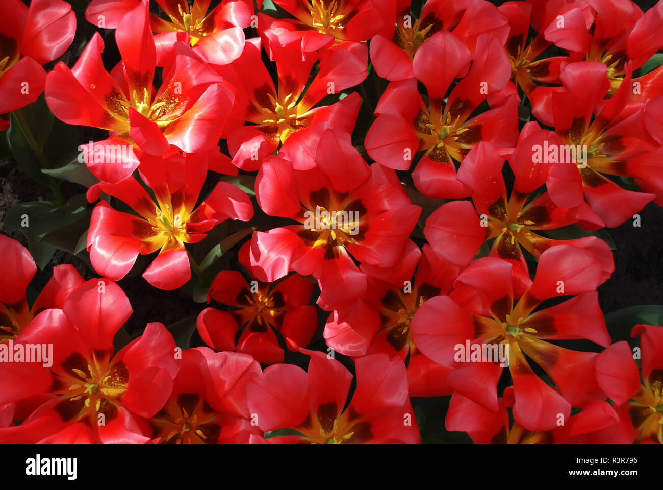 Tulips Portland (Greigii Group) flowering. Spring time in Netherlands. Stock Photo