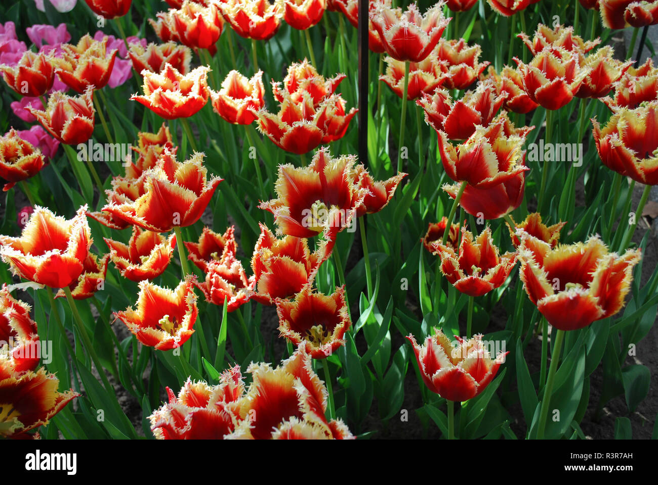 Yellow fringed red tulips hires stock photography and images Alamy