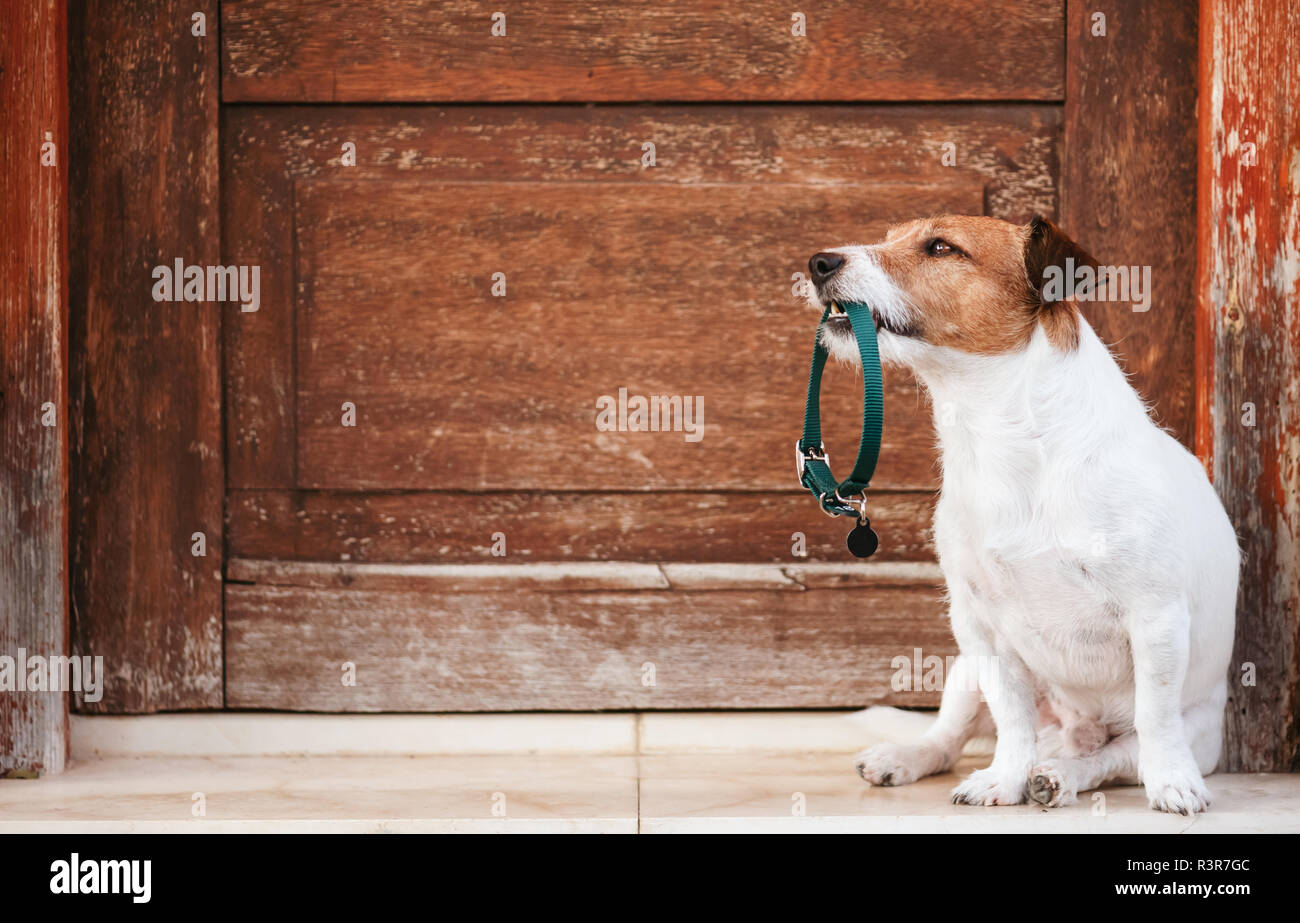 Dog holding in mouth doggy collar with tag sitting in front of shabby wooden door wants to go for walk Stock Photo